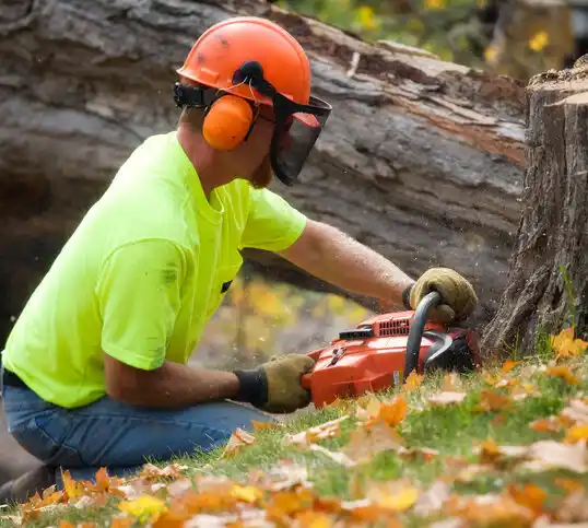 tree services Peninsula